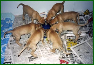 Pennut sy�m�ss�