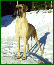 Blondi 8 vuotiaana