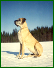 Blondi 8 vuotiaana