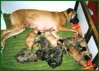 Iines-�iti ja pennut p�iv�unilla....:))