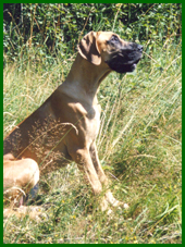 Iita
