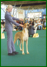 4.7.02 World Winner Dog Show Amsterdam. Iita 1 / 2