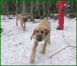 Merlin & Rolle 13 vko