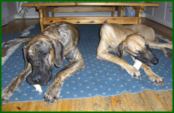 Tex ja Bamela sy�v�t luita