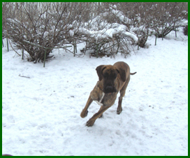 Tex harjoittelee juoksemista...:))