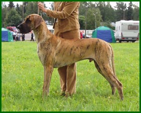 Kurko 15 kk ikäisenä