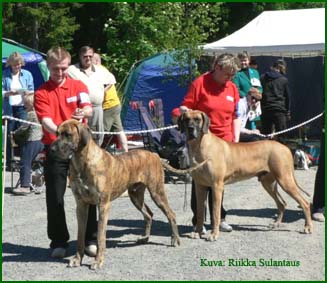 Erikoisn�yttely 2006 PU1 Viggo & PU2 Higgins