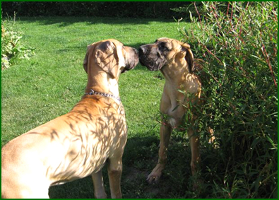 Rolle & Merlin "veljes rakkautta" -6kk